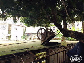 仙岳村 在豪宅與別墅之間,藏著一個(gè) 被折疊的廈門